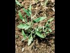 Arroche étalée(Atriplex patula)_3