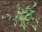 Arroche étalée(Atriplex patula)_6