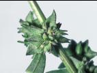 Arroche étalée(Atriplex patula)_7