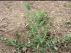 Arroche étalée(Atriplex patula)_8