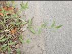 Arroche étalée(Atriplex patula)_9