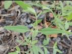 Arroche étalée(Atriplex patula)_12