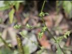 Arroche étalée(Atriplex patula)_15