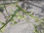 Arroche étalée(Atriplex patula)_17