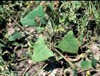 Arroche hastée(Atriplex prostrata)_1