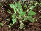 Arroche hastée(Atriplex prostrata)_3