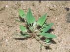 Arroche hastée(Atriplex prostrata)_5