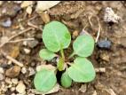 Barbarée vulgaire(Barbarea vulgaris)_1