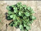 Barbarée vulgaire(Barbarea vulgaris)_2