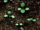 Barbarée vulgaire(Barbarea vulgaris)_8