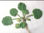 Barbarée vulgaire(Barbarea vulgaris)_9