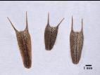 Bident penché(Bidens cernua)_15