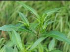 Bident penché(Bidens cernua)_19