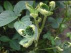 Soya - dicamba (4)_11