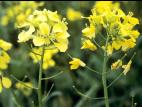 Moutarde oiseaux (Brassica rapa)_4