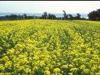 Moutarde oiseaux (Brassica rapa)_8