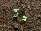 Moutarde oiseaux (Brassica rapa)_9