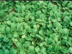 Moutarde oiseaux (Brassica rapa)_10