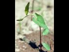 Liseron haies (Calystegia sepium)_3