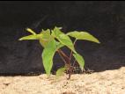 Liseron haies (Calystegia sepium)_7
