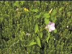 Liseron haies (Calystegia sepium)_8
