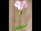 Liseron haies (Calystegia sepium)_10