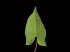 Liseron haies (Calystegia sepium)_12