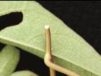 Liseron haies (Calystegia sepium)_14