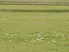 Liseron haies (Calystegia sepium)_16