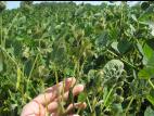 Soya - dicamba (4)_15