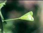 Bourse pasteur(Capsella bursa-pastoris)_6