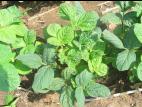Soya - dicamba (4)_16