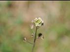 Bourse pasteur(Capsella bursa-pastoris)_17