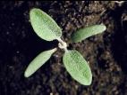 Chénopode blanc(Chenopodium album)_1