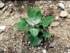 Chénopode blanc(Chenopodium album)_2