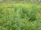 Chénopode blanc(Chenopodium album)_13