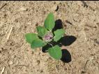 Chénopode blanc(Chenopodium album)_16