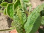 Soya - herbicides phytohormonaux (4)_3