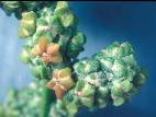 Chénopode blanc(Chenopodium album)_18