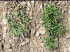 Chénopode blanc(Chenopodium album)_19