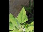 Chénopode blanc(Chenopodium album)_23