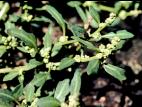 Chénopode glauque(Oxybasis glauca)_1