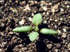 Chénopode glauque(Oxybasis glauca)_2