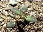 Chénopode glauque(Oxybasis glauca)_3