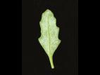 Chénopode glauque(Oxybasis glauca)_9