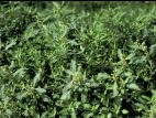 Chénopode glauque(Oxybasis glauca)_12
