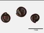 Chénopode glauque(Oxybasis glauca)_14