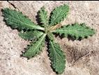 Chardon vulgaire(Cirsium vulgare)_3