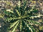 Chardon vulgaire(Cirsium vulgare)_4