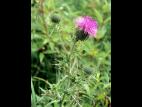 Chardon vulgaire(Cirsium vulgare)_6